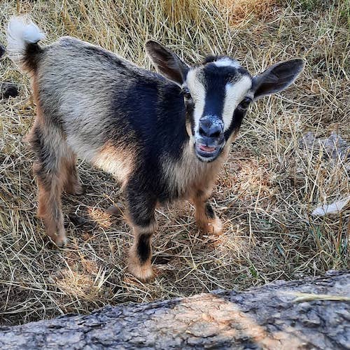 baby-goat-farm