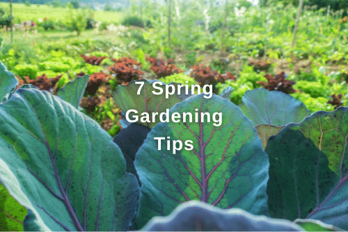 gardening-tips