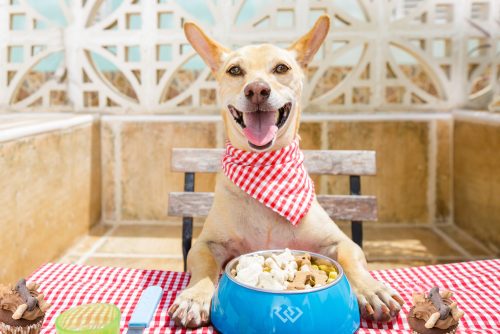 dog-friendly-restaurants-shops
