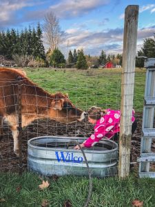ashley-grimes-homestead-farm-cow-girl